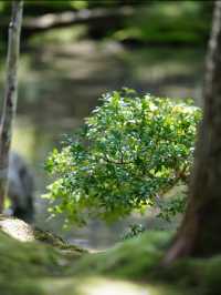 一度は行きたい京都の苔寺🌿西芳寺🌿
