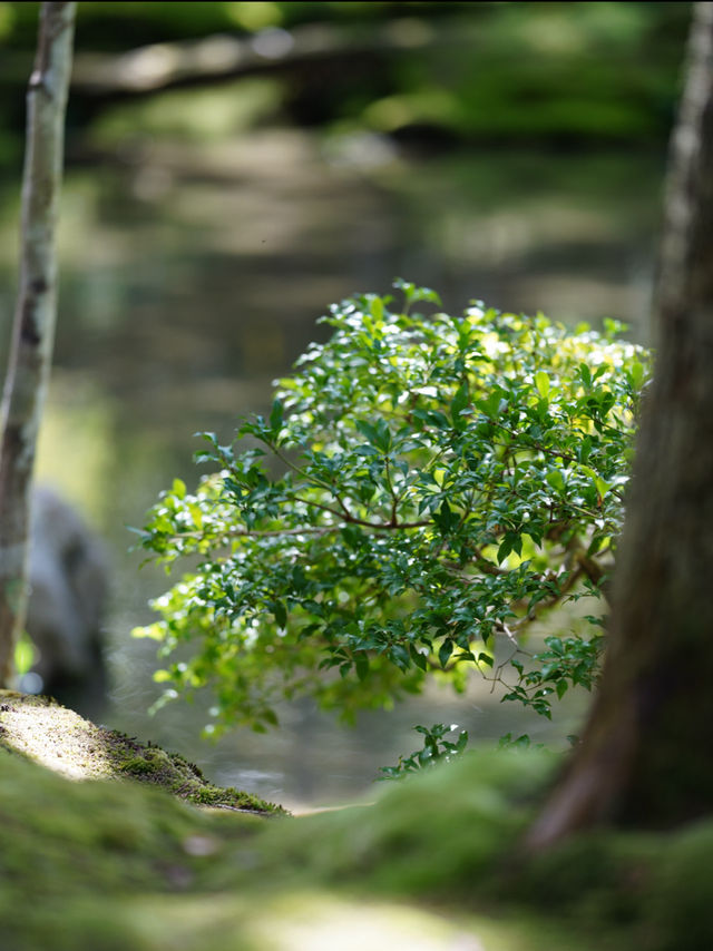 一度は行きたい京都の苔寺🌿西芳寺🌿
