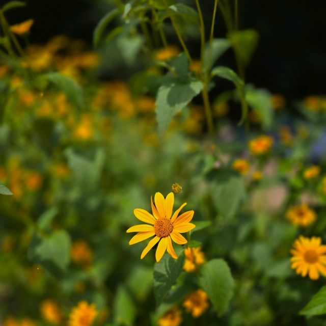 일본여행 홋카이도대학 식물원 北海道大学 植物園