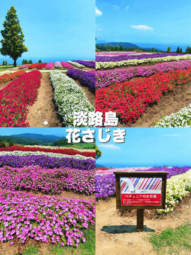 【淡路島】迫力！ペチュニアの大花壇（2024年8月1週目）