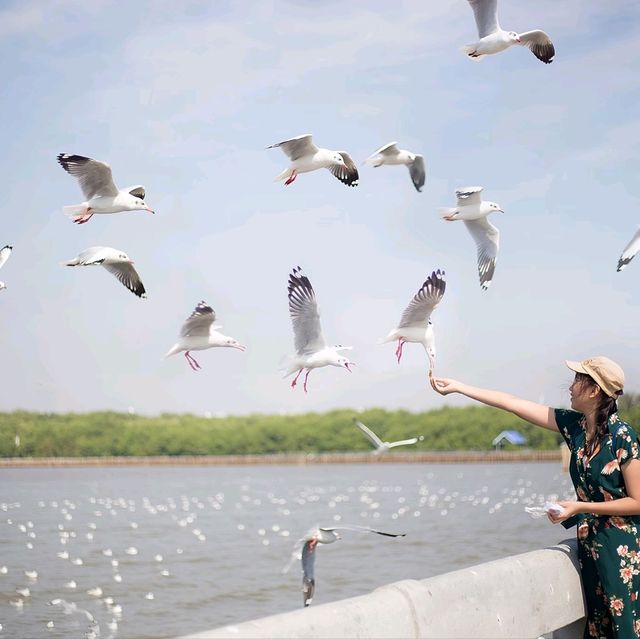 นกนางนวลบางปู