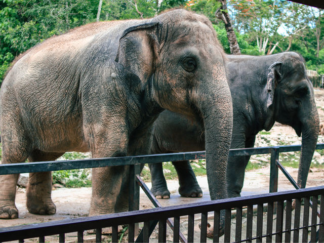 รีวิว สวนสัตว์เปิดเขาเขียว 🦏🐘🐅