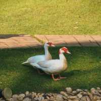 เที่ยวขอนแก่น Khonkaen Exotic Pets & The fountain 