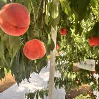 福島旅行『まるえ観光果樹園』であかつきの桃狩り🍑
