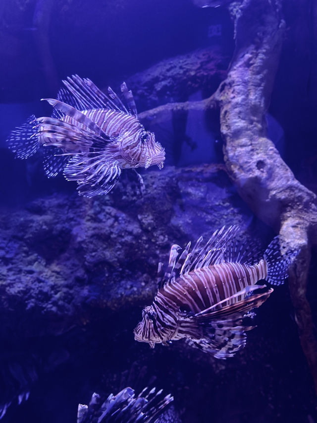 One of the largest aquariums in Vietnam 🇻🇳 