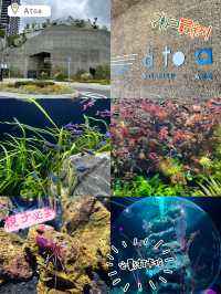 大阪出發30分鐘必去行程🙈Atoa🤩市內最新藝術型水族館