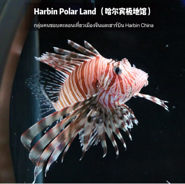 🐧Harbin Polar land 哈爾濱極地公園·極地館 