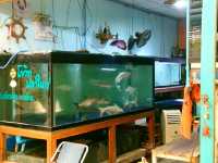 ตลาดกลางปลาสวยงาม fish village บ้านโป่ง