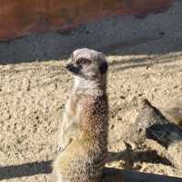 墨爾本威瑞比野生動物園Werribee Open Range Zoo