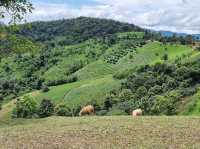 🌳Akha Farmville 