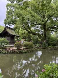 【福岡観光】124年ぶりの大改修✨️森の仮殿🌳