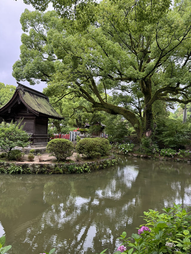 【福岡観光】124年ぶりの大改修✨️森の仮殿🌳