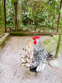 Charming Encounters with Chickens and Small Animals at Deerland Park