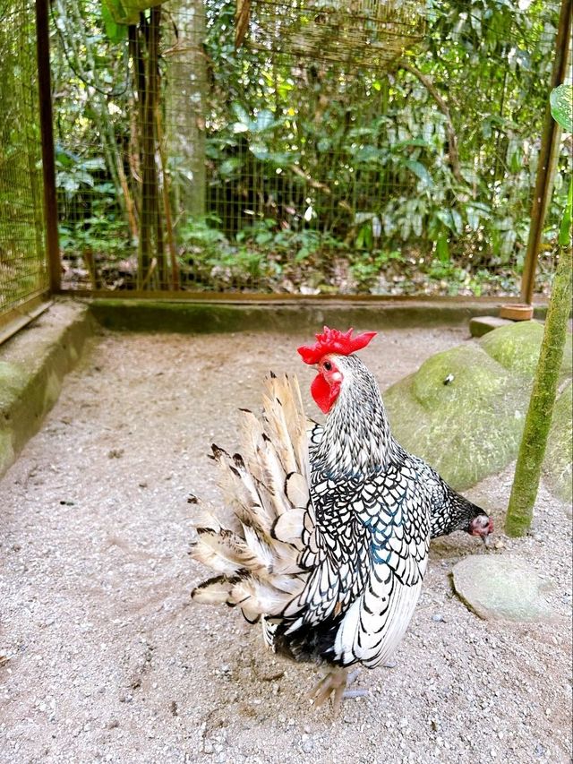 Charming Encounters with Chickens and Small Animals at Deerland Park