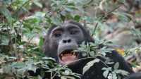 3 -Day Gorilla Trekking Tour  