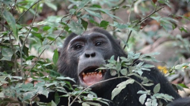3 -Day Gorilla Trekking Tour  