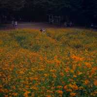황화코스모스 막차 탑승🌼