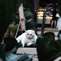 คาเฟ่ The Wanderer