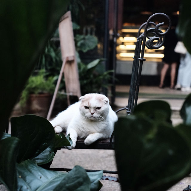 คาเฟ่ The Wanderer