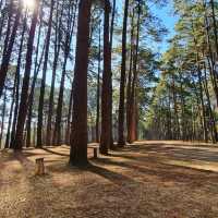 สถานีวนวัฒนวิจัยบ่อแก้ว เชียงใหม่ 🌲🌲