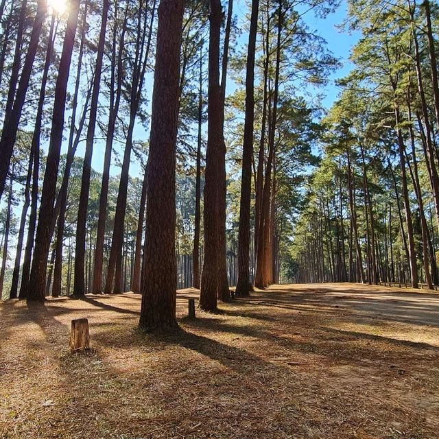 สถานีวนวัฒนวิจัยบ่อแก้ว เชียงใหม่ 🌲🌲