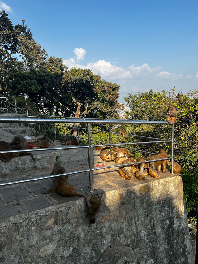 【カトマンズ🇳🇵】世界遺産に登録されている丘の上の仏教寺院🛕