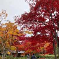東京景點｜東京近郊知名銀杏賞風景點—國營昭和紀念公園
