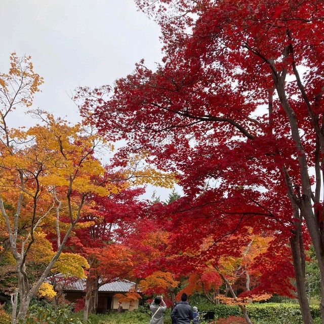 東京景點｜東京近郊知名銀杏賞風景點—國營昭和紀念公園