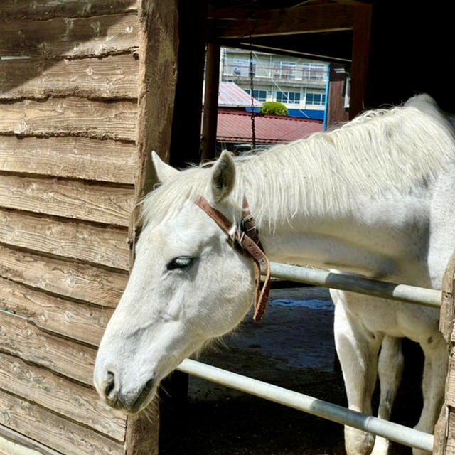 【山梨県】美しい白い毛並みの「旺輝」が可愛い