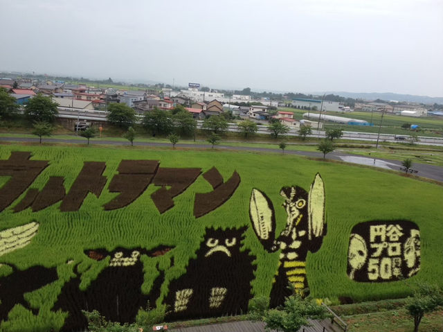 【青森/田舎館】必見‼︎田んぼアート