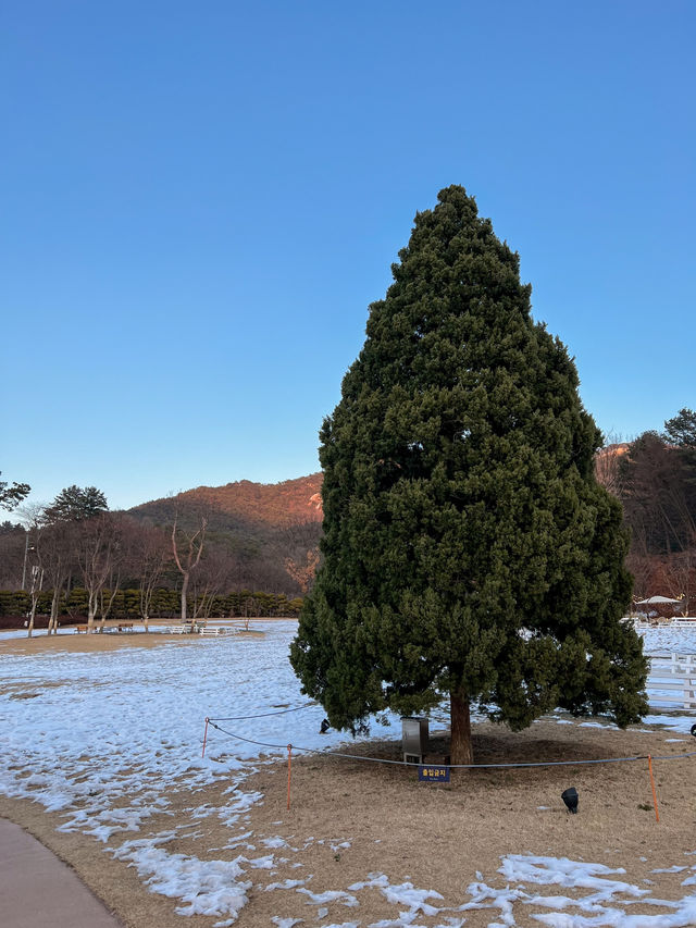 눈밭에서 노을 사냥 가능한 카페🌅 ⛄️
