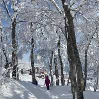 玩雪也可以選日本東北藏王