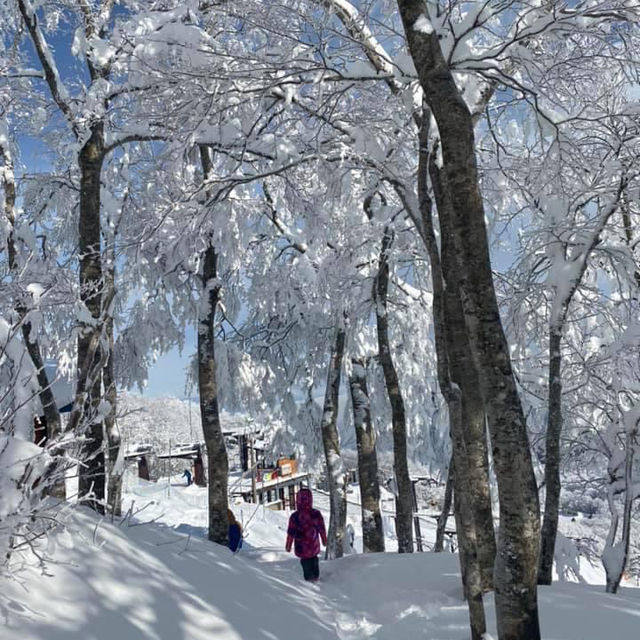 玩雪也可以選日本東北藏王