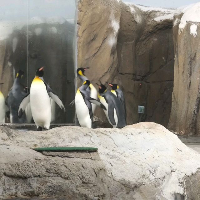 購買trip.com套票遊玩台北市立動物園,價廉+快捷+方便👍