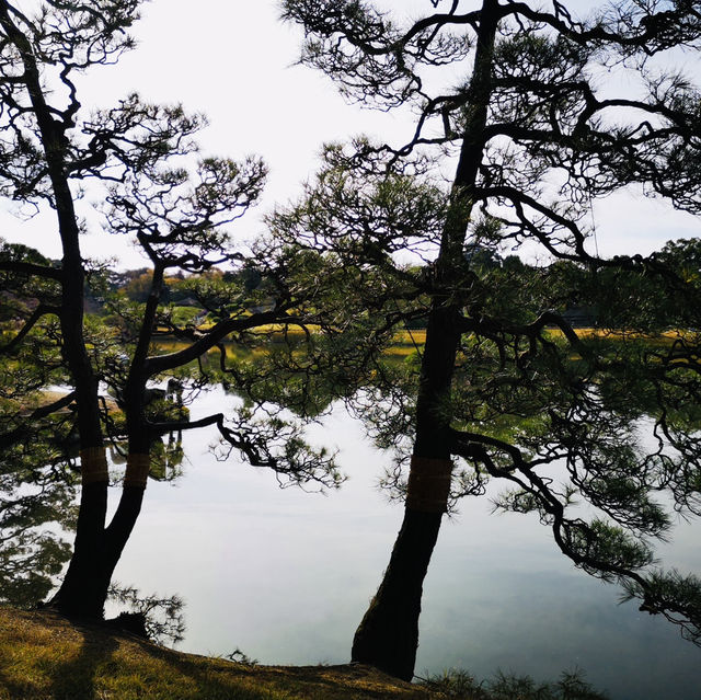 Autumn Magic: A Colorful Escape at Okayama Korakuen Garden!
