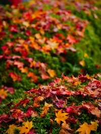 【紅葉特集】緑・黄・橙・赤のコントラストがすごい‼️日本初のあれがあるスポット🍁