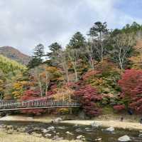 紅葉滿天的紅葉谷大吊橋