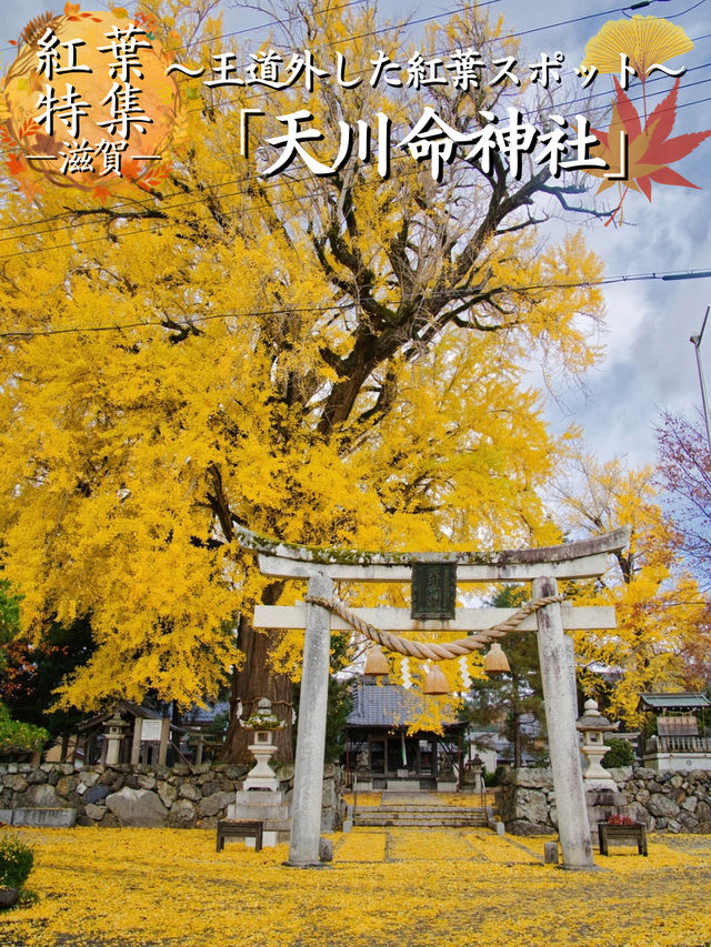 【ここ行って】住宅街に突如現れる、樹齢300年以上のイチョウが美しい穴場の神社⛩️