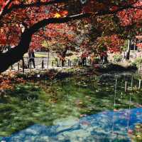  Monet's pond