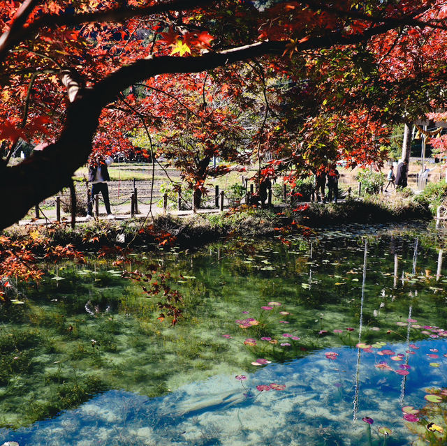  Monet's pond