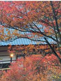 兵庫観光🍁安国寺のドウダンツツジ🍂美しいリフレクション😊🪞✨