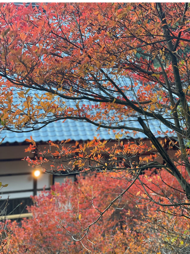 兵庫観光🍁安国寺のドウダンツツジ🍂美しいリフレクション😊🪞✨