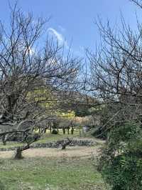 【山口旅行】山の中の隠れ家カフェ