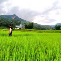 ชมนาขั้นบันไดกลางขุนเขา @บ้านแม่กลางหลวง