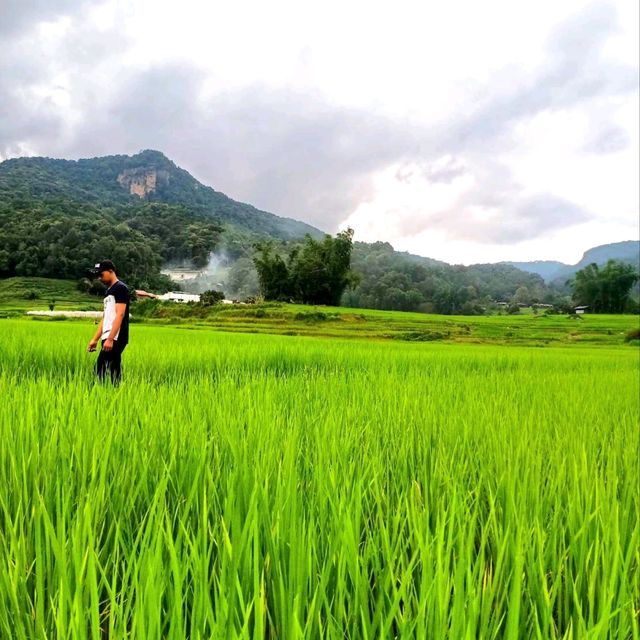 ชมนาขั้นบันไดกลางขุนเขา @บ้านแม่กลางหลวง