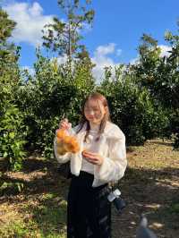 濟州島必去 摘柑橘🍊Cafe！