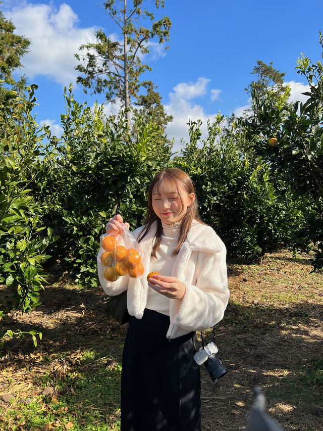 濟州島必去 摘柑橘🍊Cafe！