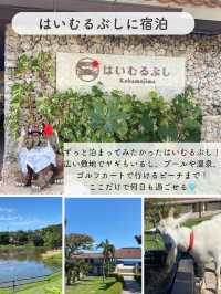 【小浜島】最高の過ごし方を紹介！