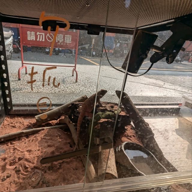 邊喝咖啡、邊抱蛇、邊摸象龜！超有趣的爬蟲友善店：爬寵咖啡
