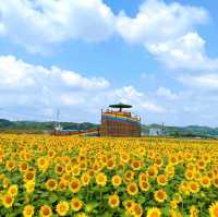 大任花公園，欣賞360度花環